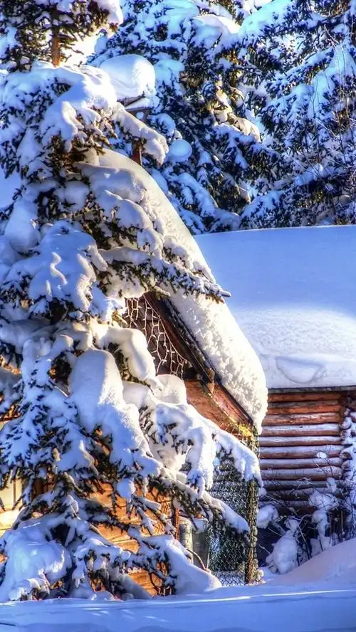 阿拉斯加的冬季景观,冰雪,森林,云杉,木屋