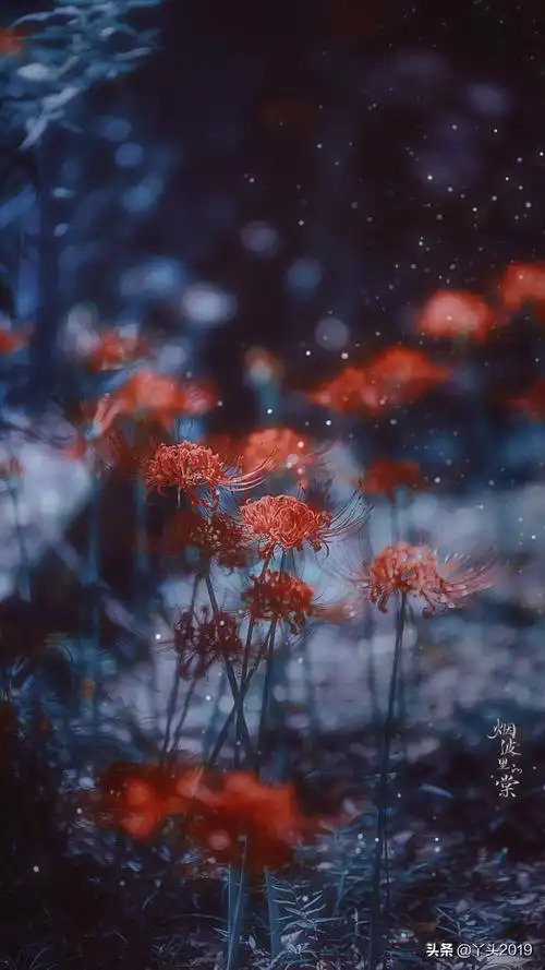 关于彼岸花的伤感说说配图「短句」 _qq说说网