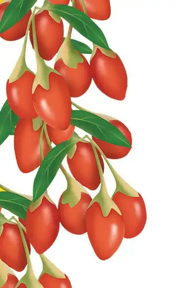 矢量枸杞设计元素