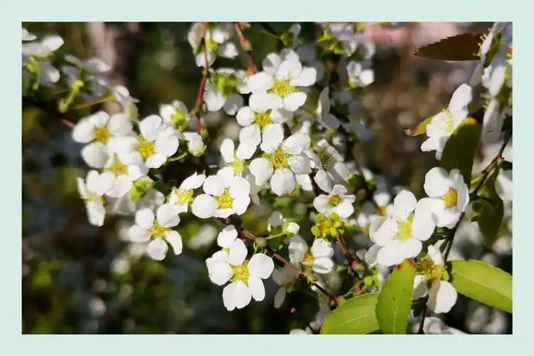 绣线菊～春的气息 春的生机 春的祈福