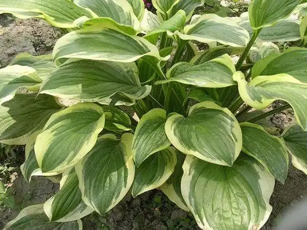 玉簪_甜心玉簪_图片_价格_耐阴抗寒地被植物-浮岛水生植物