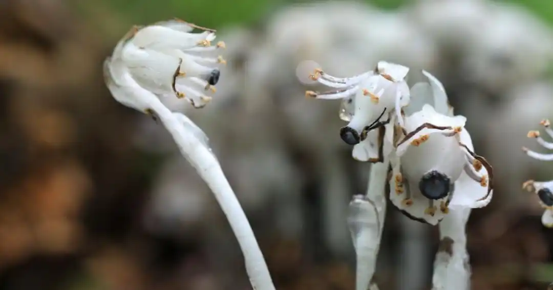 东北师大科研人员发现珍稀植物球果假水晶兰