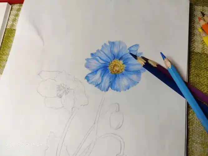 绿绒蒿  #手绘  之前已经完成一朵花的上色了,先记录一下