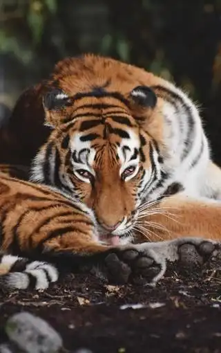 凶猛霸气的老虎图片壁纸 第8页-zol手机壁纸