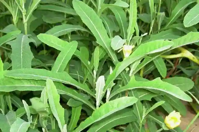 中草药植物图片身边常见中草药图片大全