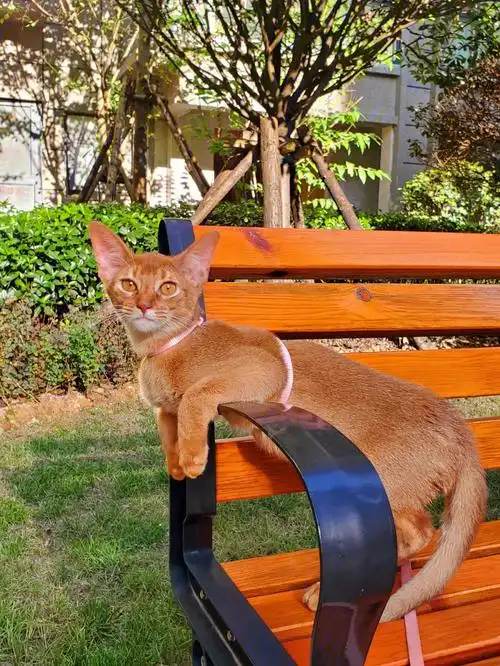 阿比西尼亚猫红色妹妹