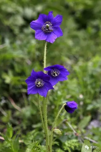 最爱高原绿绒蒿一