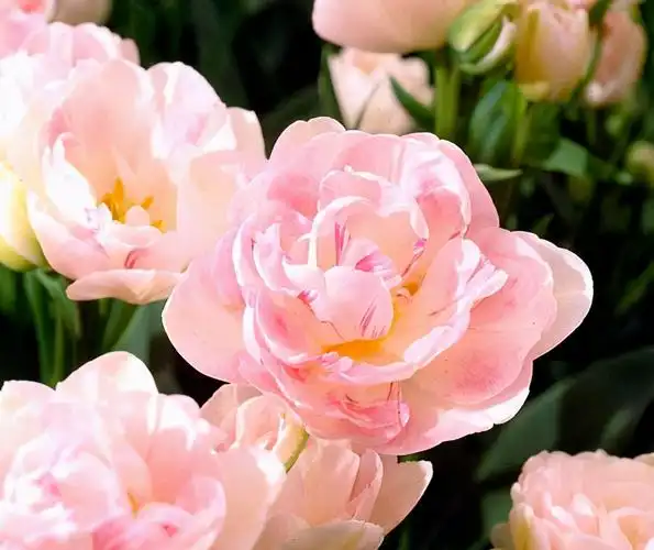 郁金香图片大全大图(10种超美的郁金香) - 赤虎壹号