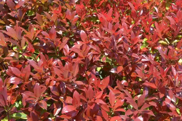 红叶石楠卷叶是什么原因导致的?