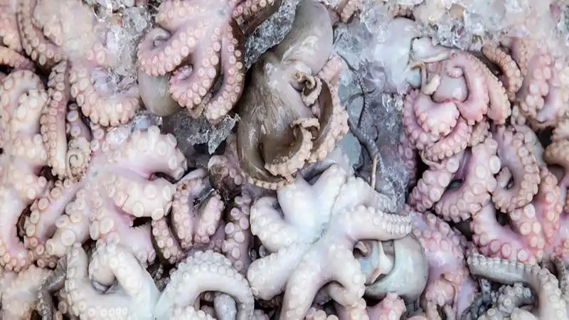 八爪鱼和章鱼的区别