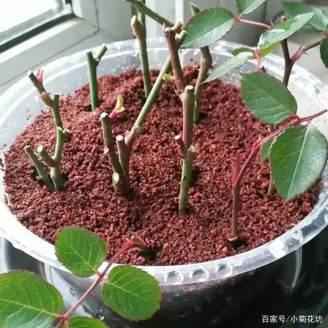 给月季扦插,用上3种"生根水",根系长得快,新芽冒不停
