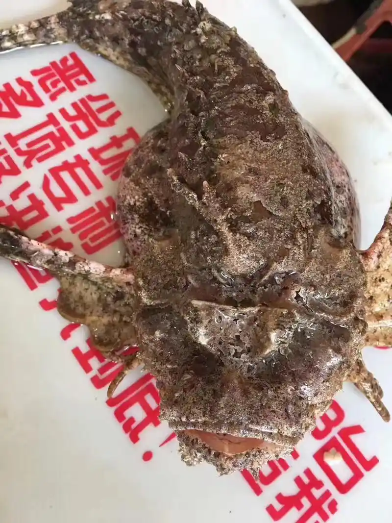 野生虎鱼,孕妇解胎毒,大人孩子清热解毒