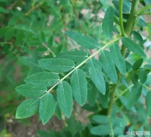 苦参叶的功效与作用