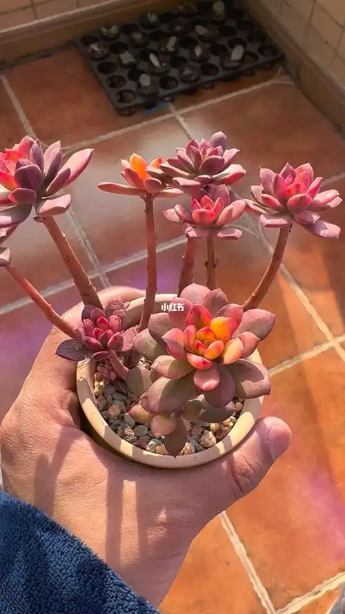 多肉控  #冰玉  #成都  #小叮当  #多肉小叮当锦  #多肉小叮当