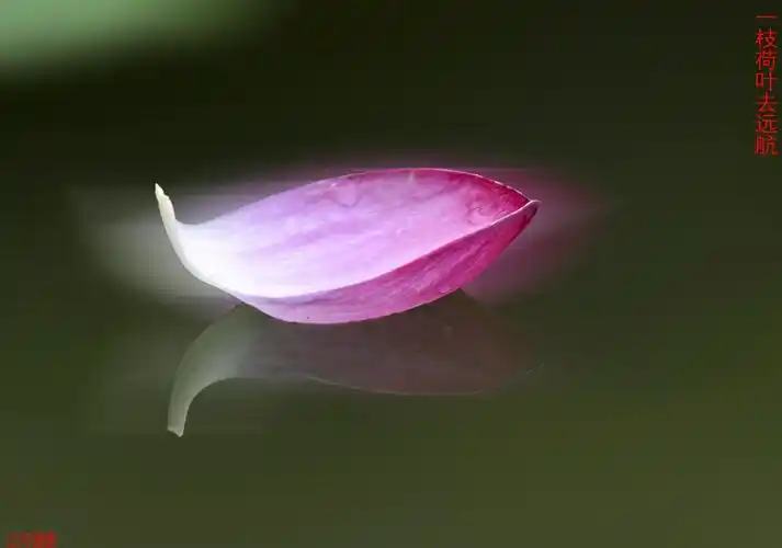 一花一世界,一叶一菩提