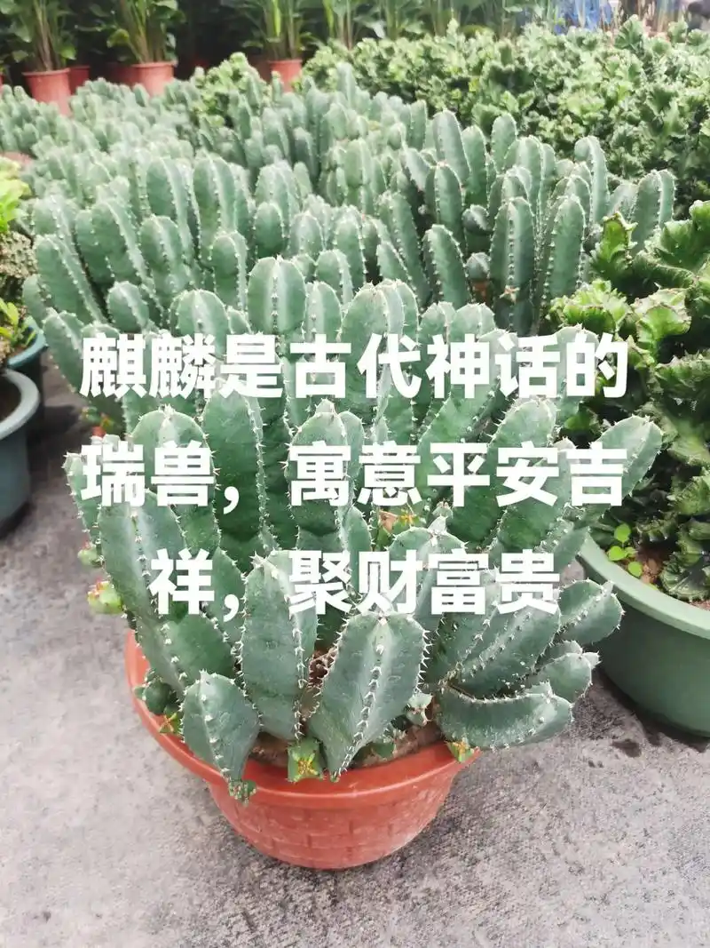 玉麒麟,银角麒麟#别墅庭院植物 #园林绿化工程苗木人 #别 - 抖音