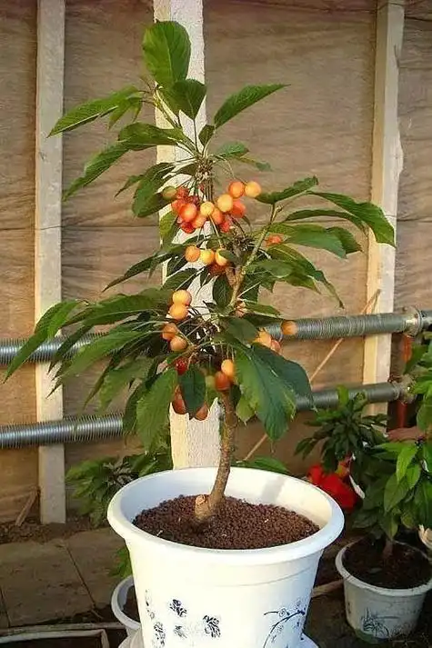 车厘子怎么种植(车厘子太贵自己在家如何盆栽种植)-生活先锋号