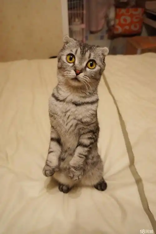 折耳虎斑小猫出售