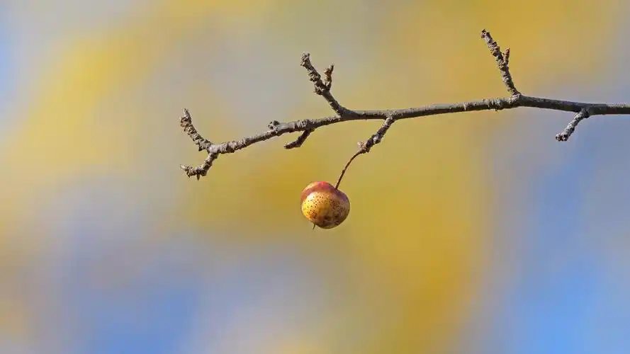苹果树枝桌面壁纸