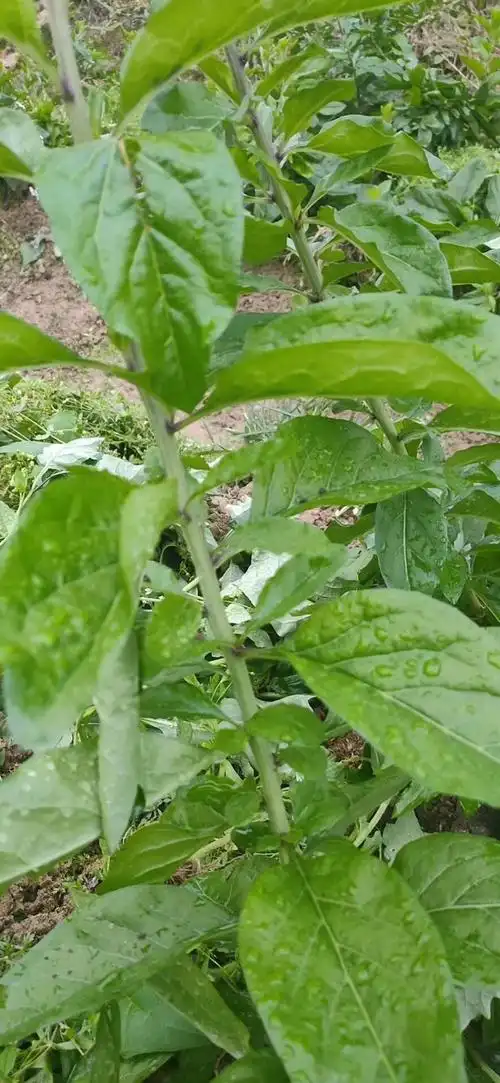 枸杞叶的功效与作用枸杞叶的功效与禁忌