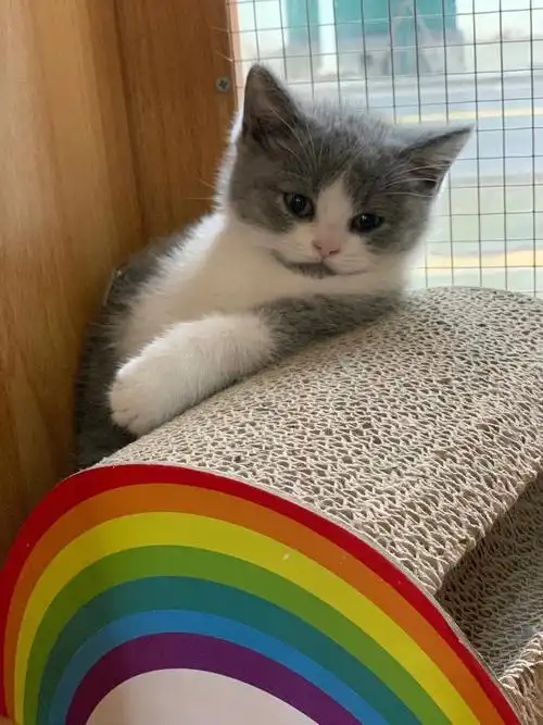 现有英短蓝白蓝猫美短保健康