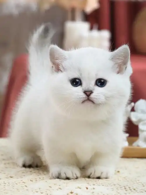 02银点矮脚妹妹01