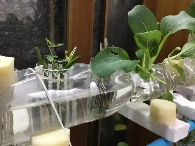 水培蔬菜