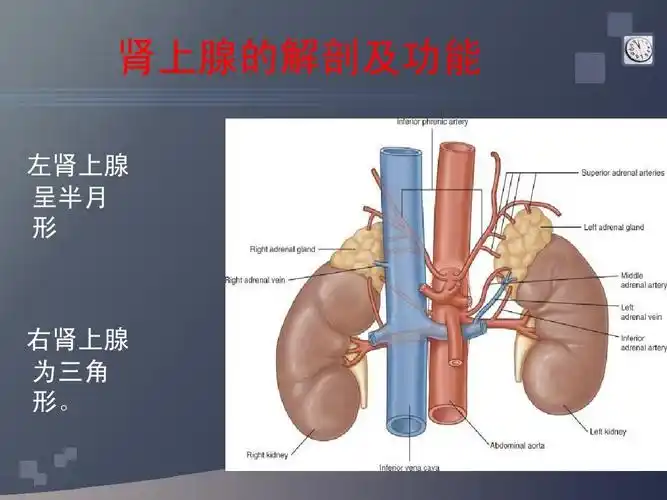 肾上腺的解剖及功能 左肾上腺 呈半月 形 右肾上腺 为三角 形.