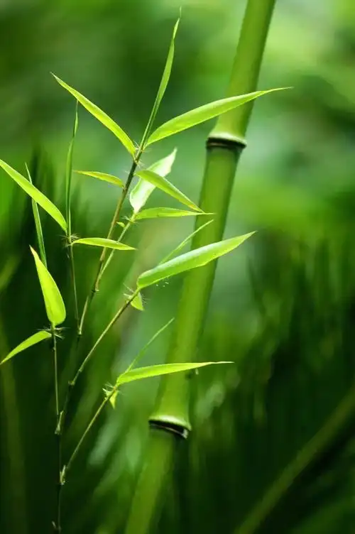 竹- 堆糖,美图壁纸兴趣社区