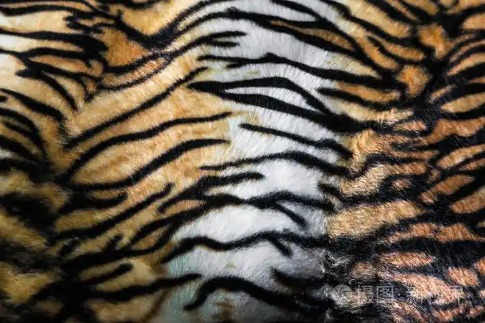 虎皮或老虎皮革纹理条纹图案特写黑色