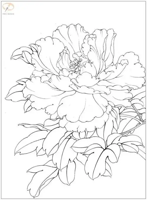 16种工笔牡丹步骤图解,够学一阵子了!