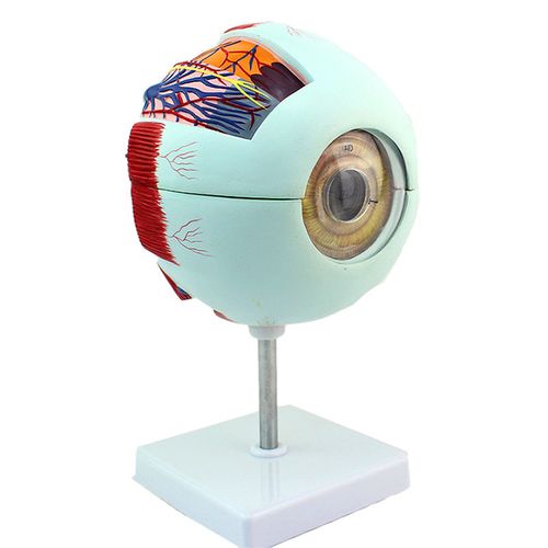 眼球6倍放大解剖模型眼睛眼角结构器官眼科拼装教学仪器 6倍眼球模型