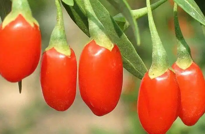 中医 中药大全 补虚药 枸杞子 发布时间:2017-07-24   来源:中华康网