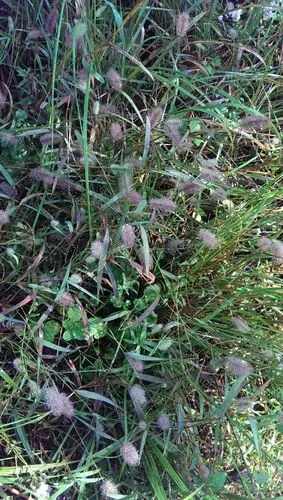 第一次见紫色的老虎草