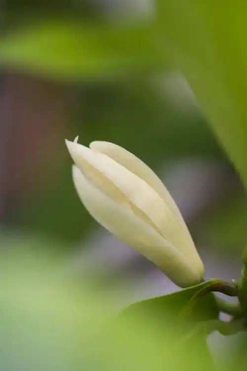 白兰花是最懂老苏州人的_姑苏_夏天_三花