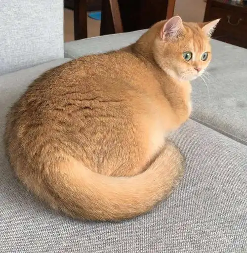 金渐层猫集"贵气",可爱,漂亮于一身,是近年来比较