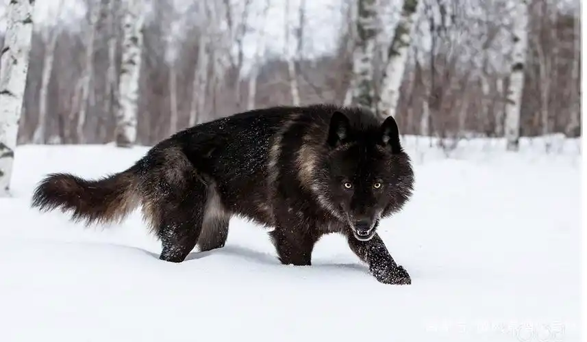 瞎眼狼王白毛复仇记:白毛咬杀幼豹,伏击母豹,大战公豹于野狼山