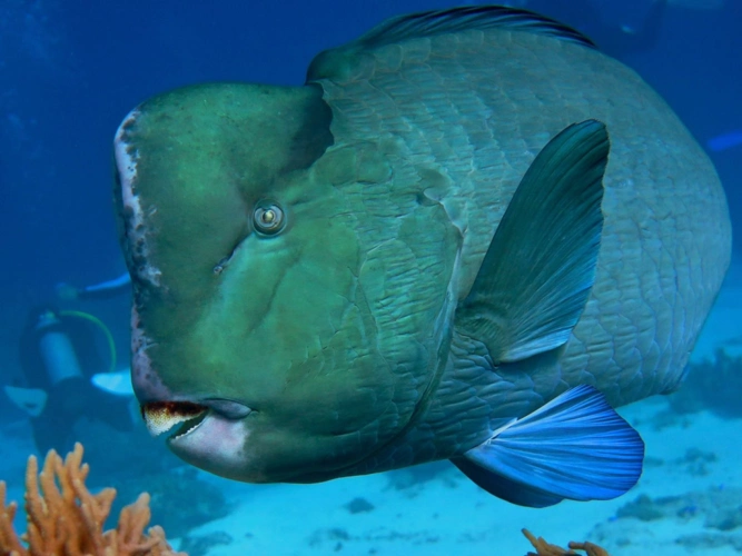 fish id:隆头鹦哥鱼-珊瑚"杀手" 拉出了美丽白沙滩?