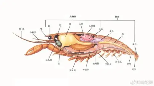 小龙虾结构示意图 图片源自网络