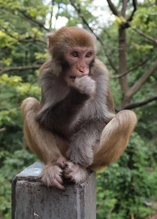 贵阳黔灵山猴子