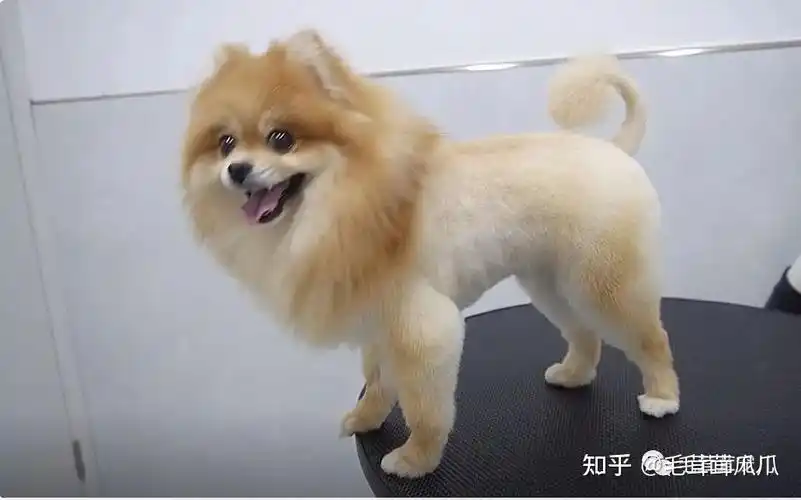 你家博美适合什么造型呢?