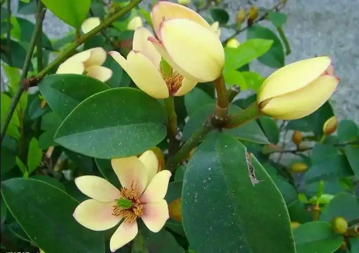 含笑也分为好几种,普通含笑多指乐昌含笑,花瓣为6瓣,单瓣,花蕊明显