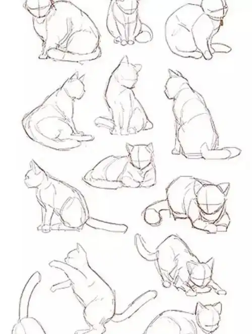 猫咪动作参考