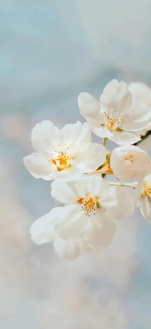 洁白优雅的春天小花