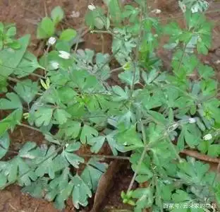 这东西,人称"蛇不见",属于极品中药,野外遇见,引起重视!