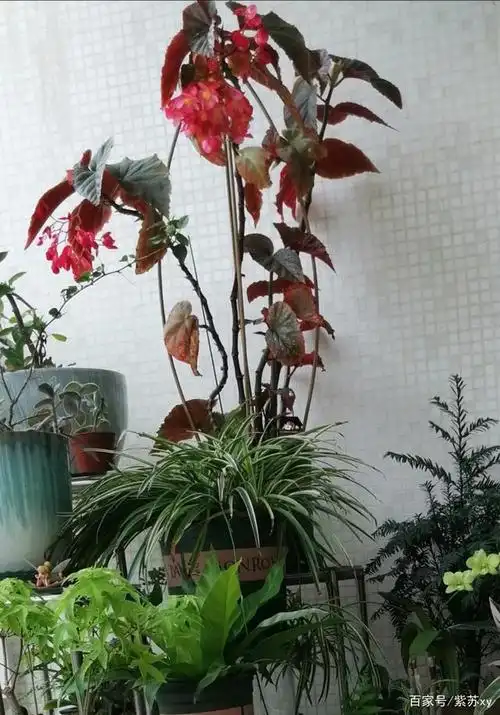 1,想要竹节海棠长的好,花开的多,盆栽竹节海棠的最好选择堆肥土腐叶土