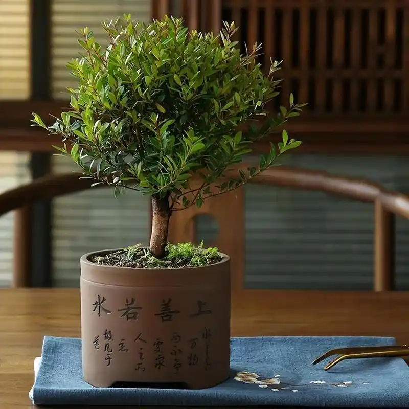 小叶紫檀盆景,不怕干也不怕冻,非常好养活,寓意也好