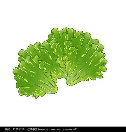 卡通生菜