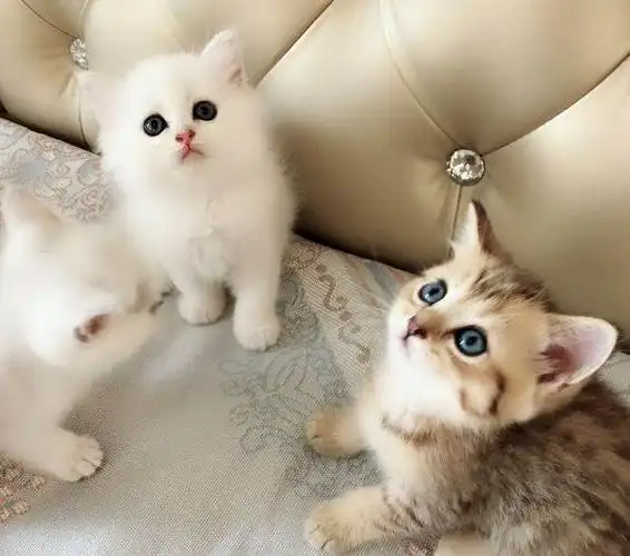 金渐层银渐层出售