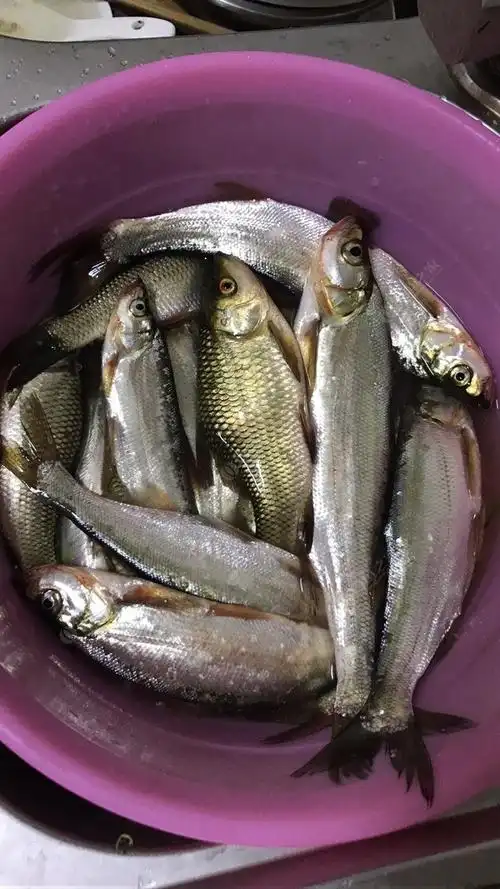 闲来无事发发纯鱼获图合集